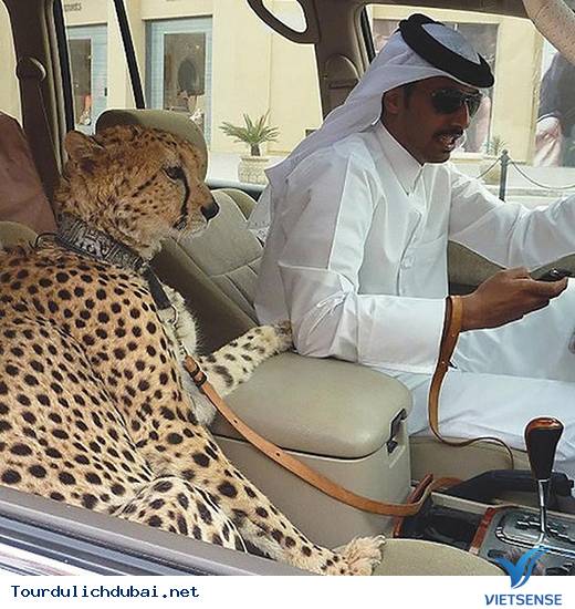 Dubai giàu cỡ nào?Dubai xa hoa ra sao? - Ảnh 7 Dubai giàu cỡ nào?Dubai xa hoa ra sao? - Ảnh 7