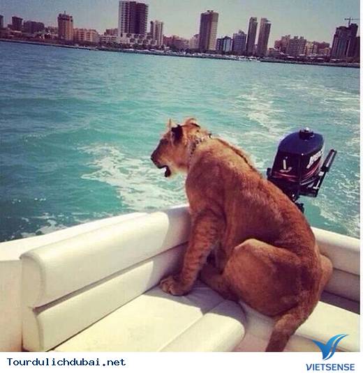 Dubai giàu cỡ nào?Dubai xa hoa ra sao? - Ảnh 3 Dubai giàu cỡ nào?Dubai xa hoa ra sao? - Ảnh 3