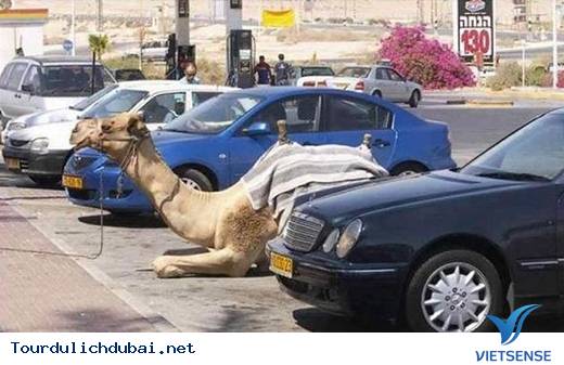 Dubai giàu cỡ nào?Dubai xa hoa ra sao? - Ảnh 15 Dubai giàu cỡ nào?Dubai xa hoa ra sao? - Ảnh 15