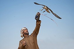 Hàng trăm người nuôi chim ưng tụ họp về giải thi đấu Fazza