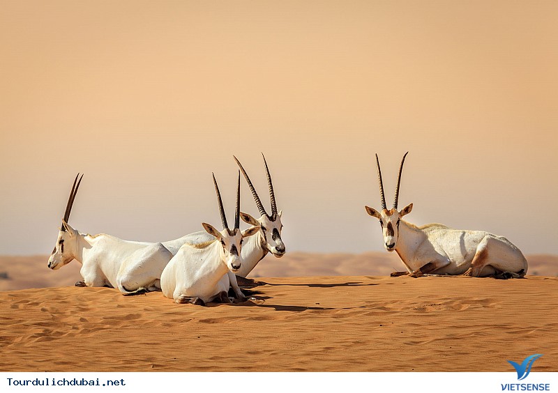 Đón Năm Mới Bằng Chuyến Đi Cưỡi Lạc Đà Qua Sa Mạc Tại Dubai - Ảnh 2 Đón Năm Mới Bằng Chuyến Đi Cưỡi Lạc Đà Qua Sa Mạc Tại Dubai - Ảnh 2