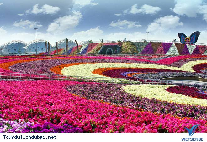 Chiêm Ngưỡng Vườn Hoa Diệu Kỳ Giữa Sa Mạc Ở Dubai - Ảnh 9 Chiêm Ngưỡng Vườn Hoa Diệu Kỳ Giữa Sa Mạc Ở Dubai - Ảnh 9