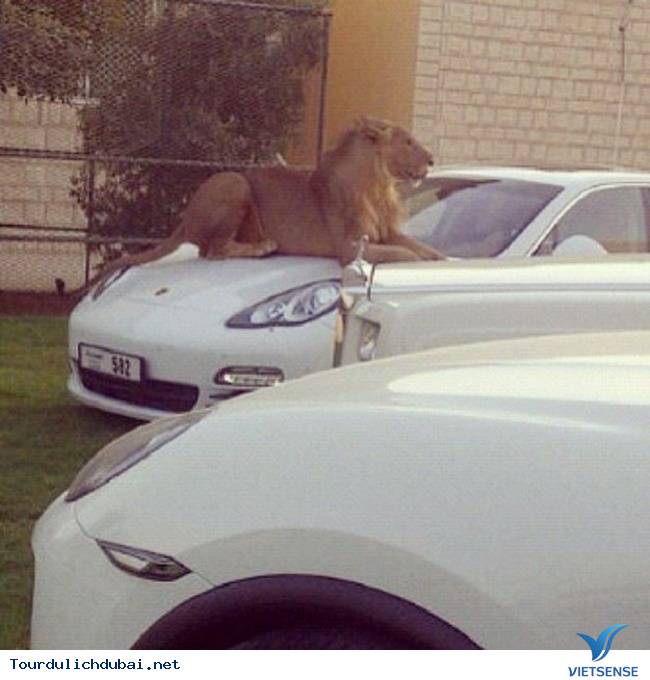 Điều “điên rồ” chỉ có ở Dubai P2 - Ảnh 9 Điều “điên rồ” chỉ có ở Dubai P2 - Ảnh 9
