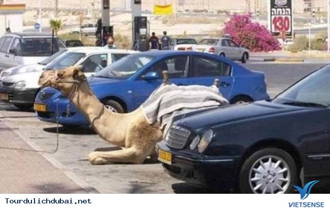 Điều “điên rồ” chỉ có ở Dubai P2 - Ảnh 7 Điều “điên rồ” chỉ có ở Dubai P2 - Ảnh 7