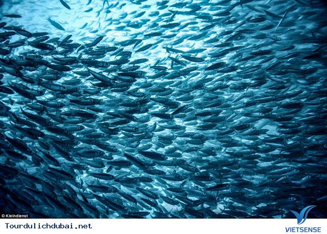 Dự án điên rồ với biệt thự giữa biển của Dubai - Ảnh 15