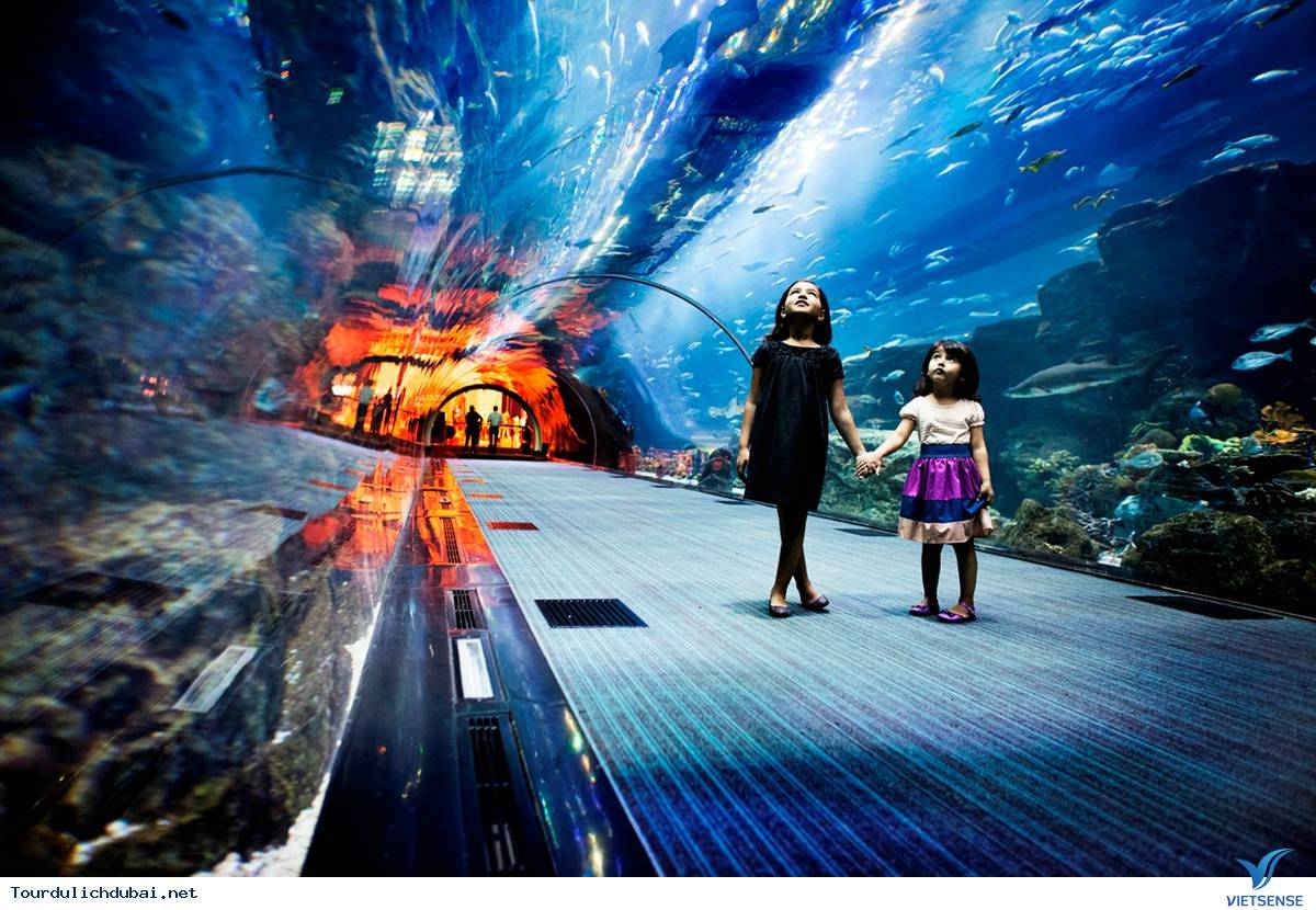 Thủy cung Dubai Aquarium Thủy cung Dubai Aquarium