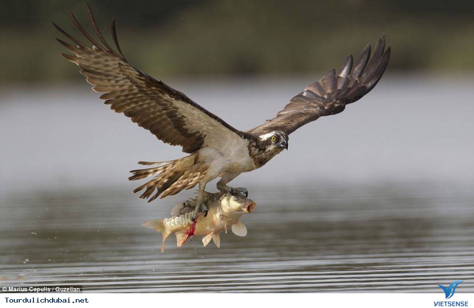 Hàng trăm người nuôi chim ưng tụ họp về giải thi đấu Fazza - Ảnh 1