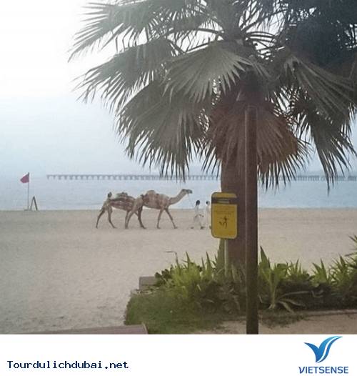 Hình ảnh bá đạo về sự giàu có của Dubai - Vietsense Travel - Ảnh 20