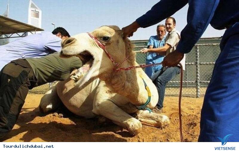 Lạc đà nhồi thịt – ngon độc lạ chỉ có ở Dubai - Ảnh 3