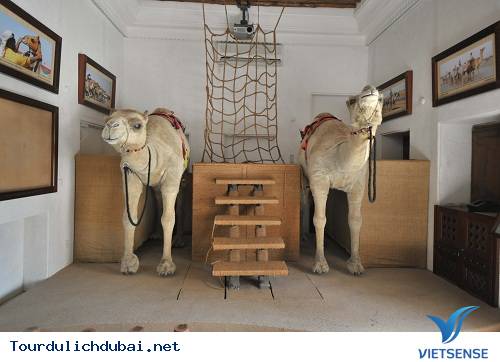 Thăm miễn phí bảo tàng lạc đà Dubai Camel Thăm miễn phí bảo tàng lạc đà Dubai Camel