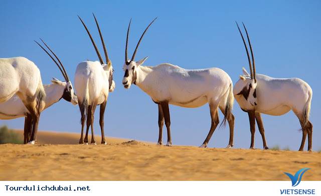 Sa Mạc Dubai có gì? - Ảnh 2 Sa Mạc Dubai có gì? - Ảnh 2