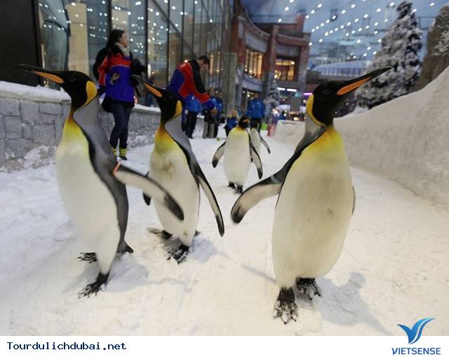 sự giàu có của dubaisự giàu có của dubai - Ảnh 15 sự giàu có của dubaisự giàu có của dubai - Ảnh 15