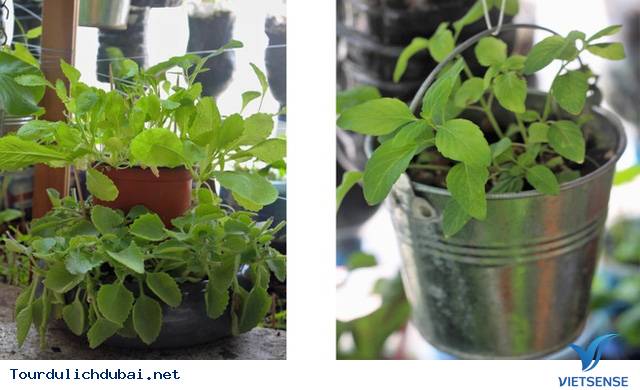 Vườn rau xanh tại Dubai của kỹ sư Việt Nam - Ảnh 1 Vườn rau xanh tại Dubai của kỹ sư Việt Nam - Ảnh 1