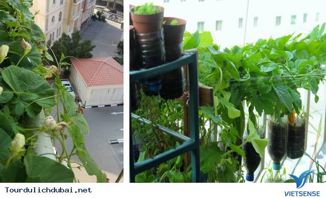 Vườn rau xanh tại Dubai của kỹ sư Việt Nam - Ảnh 4 Vườn rau xanh tại Dubai của kỹ sư Việt Nam - Ảnh 4