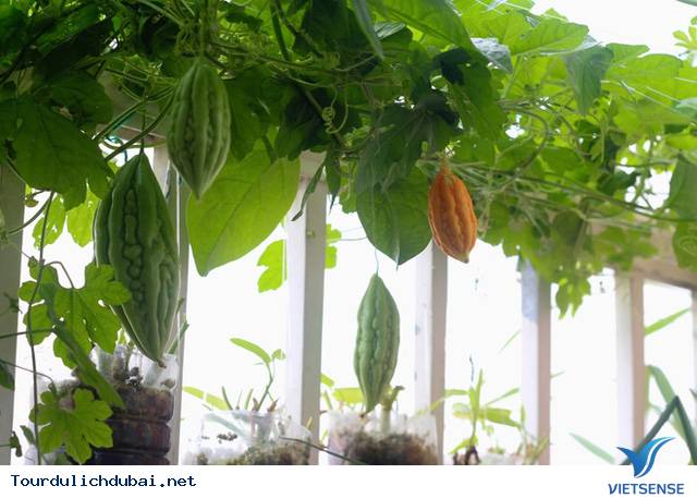 Vườn rau xanh tại Dubai của kỹ sư Việt Nam - Ảnh 2 Vườn rau xanh tại Dubai của kỹ sư Việt Nam - Ảnh 2