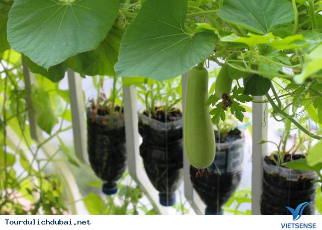 Vườn rau xanh tại Dubai của kỹ sư Việt Nam - Ảnh 3 Vườn rau xanh tại Dubai của kỹ sư Việt Nam - Ảnh 3