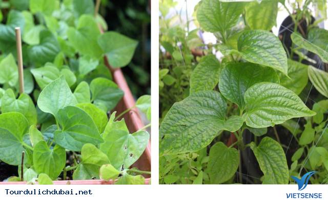 Vườn rau xanh tại Dubai của kỹ sư Việt Nam - Ảnh 6 Vườn rau xanh tại Dubai của kỹ sư Việt Nam - Ảnh 6