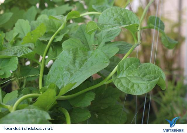 Vườn rau xanh tại Dubai của kỹ sư Việt Nam - Ảnh 5 Vườn rau xanh tại Dubai của kỹ sư Việt Nam - Ảnh 5