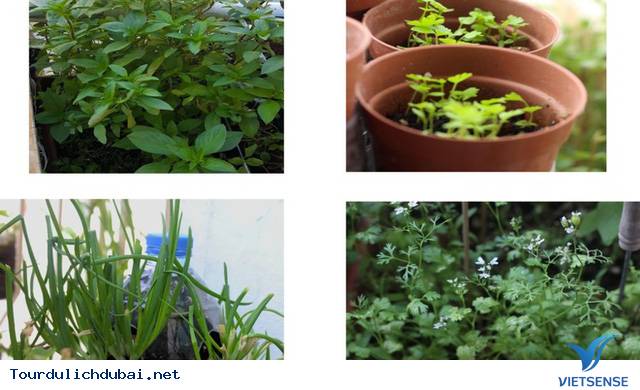 Vườn rau xanh tại Dubai của kỹ sư Việt Nam - Ảnh 7 Vườn rau xanh tại Dubai của kỹ sư Việt Nam - Ảnh 7